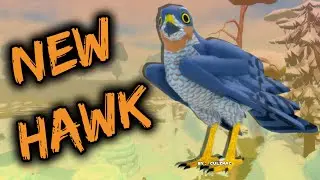 A NEW Hawk On Feather Family!!!