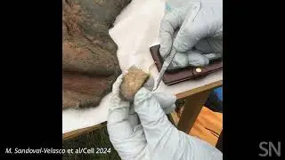 Prepping a piece of woolly mammoth skin to peer at its DNA | Science News