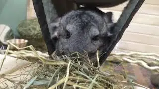 Шуше привезли свежее сено!