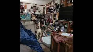 Oscar, the fly slayer