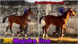 ਪੰਜਾਬ ਨਸਲ ਦਾ ਚੰਗਾ ਘੋੜਾ ਤਿਆਰ ਹੋਣ ਵਾਲਾ ਬੱਚਾ ਰੇਟ ਕੁਝ ਕ ਹਜਾਰ