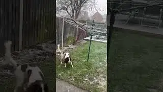Zoomies Unleashed! Dog Goes NUTS for Snow Day