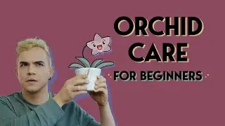 Orchid Care for Beginners | | Phalaenopsis 101 | | Keep your orchids alive!