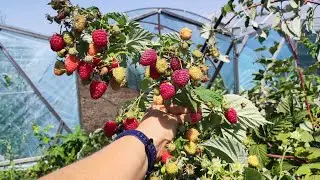 Raspberry Himbo-Top and Delniva. P.S. No maintenance required.