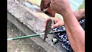 Wheel Borokhi | Fishing in my pond | Assam | #assamesevlog