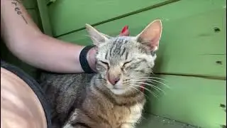Braveheart enjoying some fuss