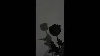 PPN!NE - สมุดบันทึกรัก (official audio)