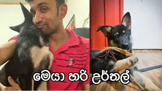 මෙයාගෙ උර්තලේ පේනවනේ | එයාගේ ඇදලු 😍 #viralvideo #jarmansafeddog