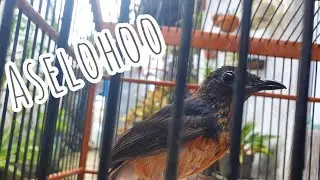 Trotol murai batu 2 bulan gacor & mental kuat , bagus untuk pancingan murai trotol belajar bunyi