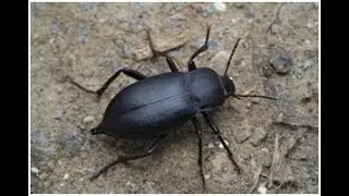 bug