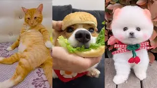 cute Dogs and Cats / Funny moments in life - pet lover 013 # LA