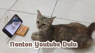 Si kucing yang Asyik menonton Youtube || Cats watch YouTube