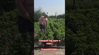 #орчанегуляют у бабули в огороде #юмор #огород #дача #макароны #картофель