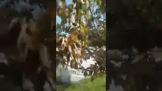 Восстановление грушевого дерева