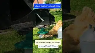 A Day in the Life of our Hens & Chicks #chickens #babychicks #chickencoop