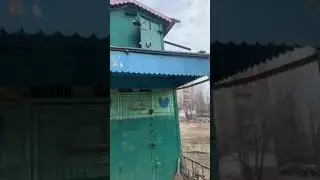 голубятня Блондина