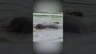 Hippos saved an antelope from a crocodile.