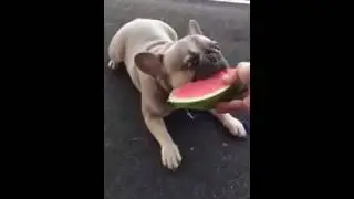 Funny dogs eating watermelon- Cute dog