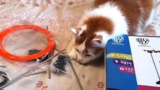 Curious Cat Luchik and a new Constructor!