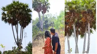 അഞ്ച് ശിഖരമുള്ള അത്ഭുത പന