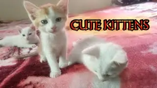 Best Cute Kittens | Best Cute Cats | Beautyful Kittens | #cutecats | #cutekittens by ARMY MASS CATS