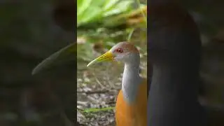 Russet-naped Wood-Rail #shorts