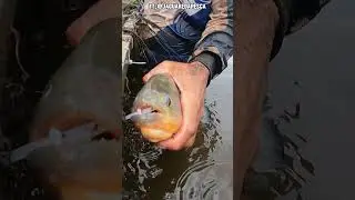 Piranha Facts #shorts