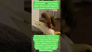 Смешные попугаи Корелла и Пиррура🤣 