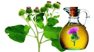 Лечение соком лопуха — старое проверенное средство!