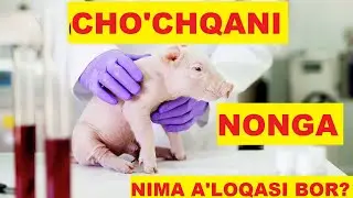 To'ng'izni nonga nima a'loqasi bor | Musa Saidov