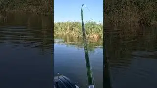 Сазан монстр, балик ови 