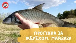 Небольшая прогулка за жерехом вечером. Май 2020