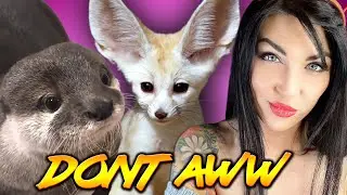 Try not to AWW Challenge | 33