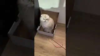 Лелик и его любимая 📦