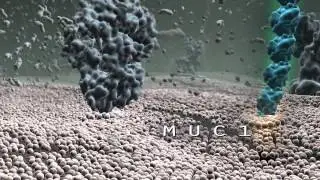 MUC3 Protein