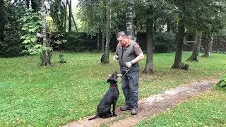How to teach a dog to give a fetch to hand