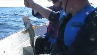 Треска - Cod  (Norge Fiske - Norway fishing - Рыбалка в Норвегии)
