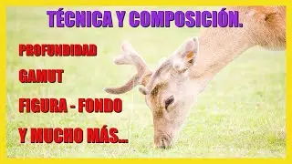 Técnica y Composición. Análisis fotográfico de esta foto de un ciervo en Cabárceno.