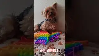 ПОП ИТ или СИМПЛ ДИМПЛ ? 