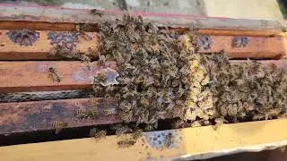 Bees inside fallen tree transferred
