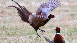 Air Rifle Hunting, Woodland Pheasants