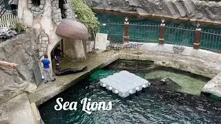 SEA LIONS AT WEST EDMONTON MALL