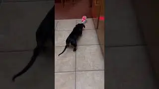 Dachshund vs Robot Dog