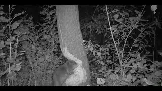 Beaver Gnaws Down a Tree