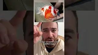The world’s LARGEST goldfish