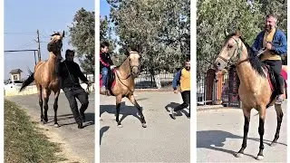 В первые в жизни посадил друга на коня. Дагестан.