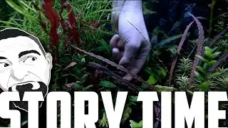 Totally Boring Video About Aquascaping