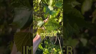 A grape and an imposter! 