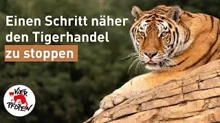 Tigerhandel beenden! | VIER PFOTEN