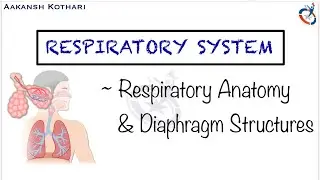 Respiratory Anatomy & Structures passing through Diaphragm | Respiratory System by Aakansh Kothari